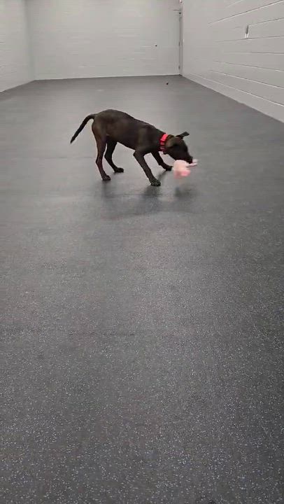 Enlarge Koa, an adoptable mixed breed in Watertown, WI video 6/6