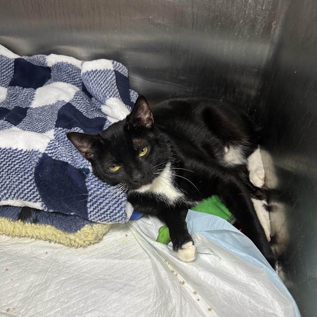 Mama Turkey — thumbnail 2