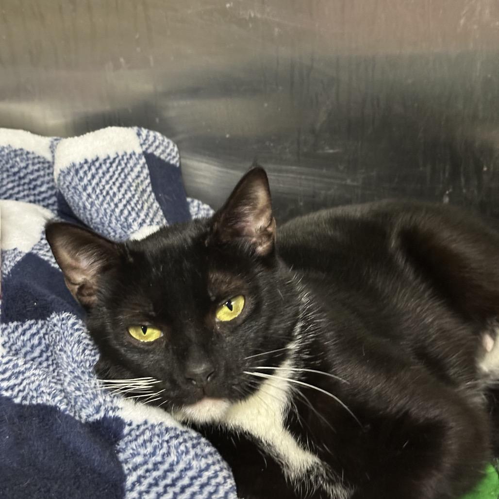 Mama Turkey — thumbnail 5