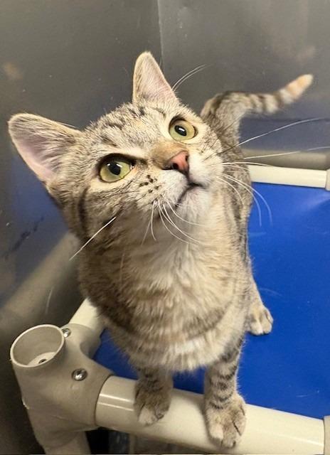 Poppy, Adoptable, Kitten Female Domestic Short Hair.