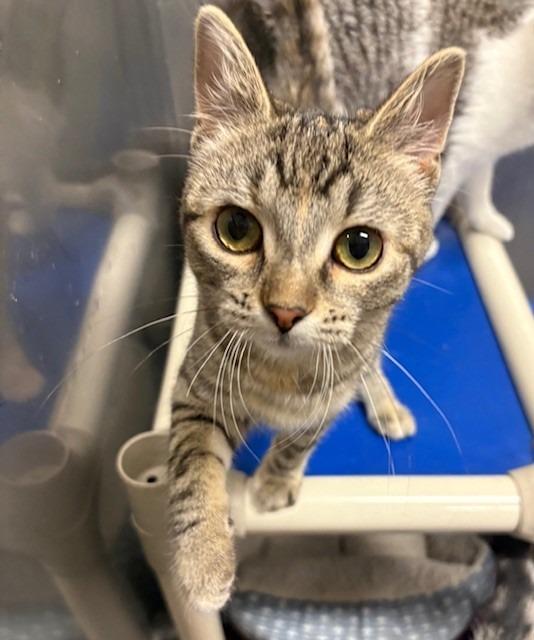 Enlarge Poppy, a Adoptable mixed breed in Ladysmith, WI image 2/3