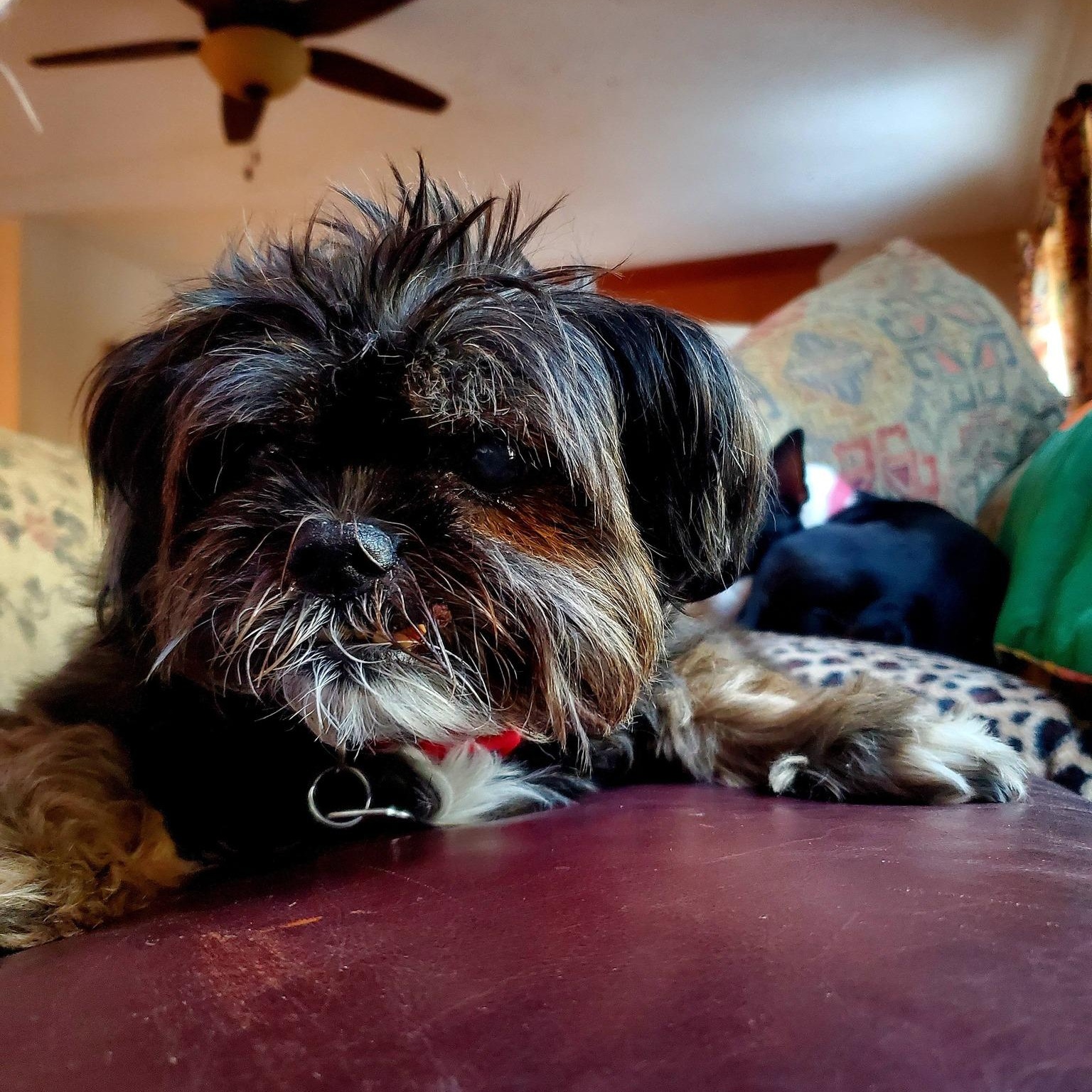 Molly , ADOPTABLE, Senior Female Shih Tzu.