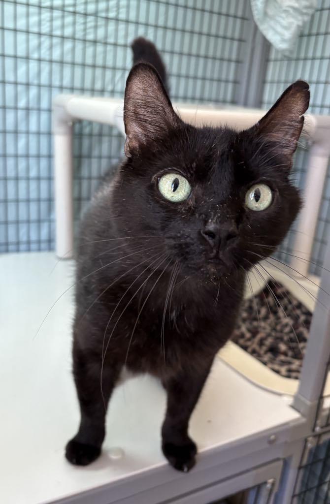 Boo, an adoptable Domestic Short Hair in Grants Pass, OR, 97526 | Photo Image 1