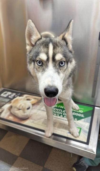 Enlarge Faith, a Adoptable mixed breed in Guntersville, AL image 1/1