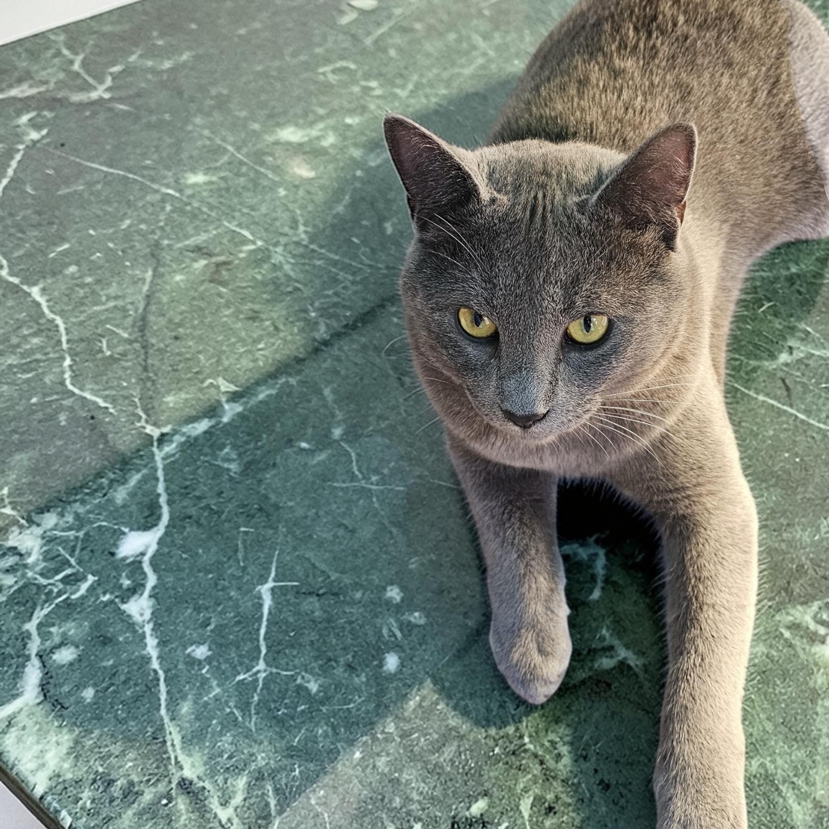 Enlarge Paws INDOOR ONLY, an adopted mixed breed in Lodi, CA image 3/4