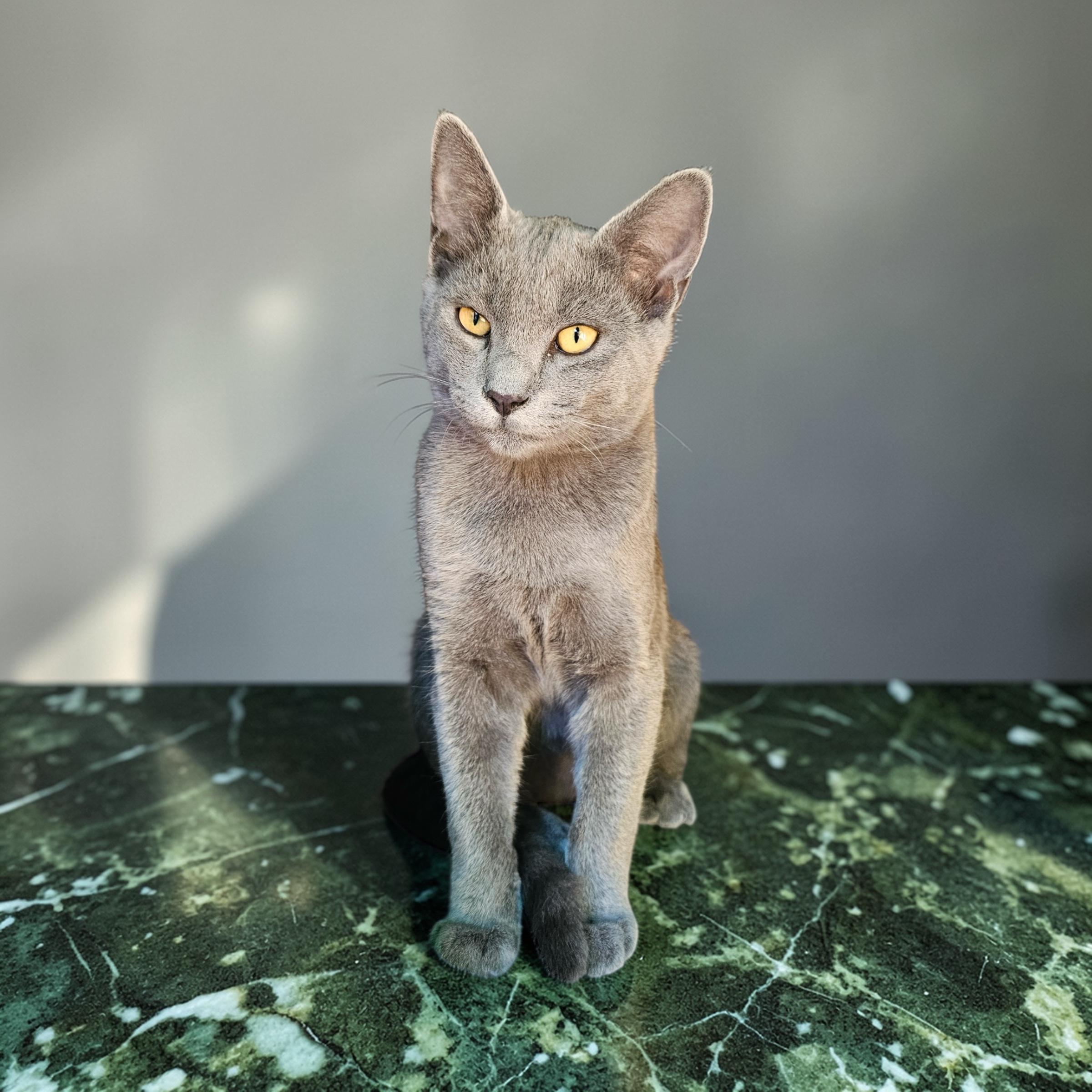 Enlarge Paws INDOOR ONLY, an adopted mixed breed in Lodi, CA image 1/4