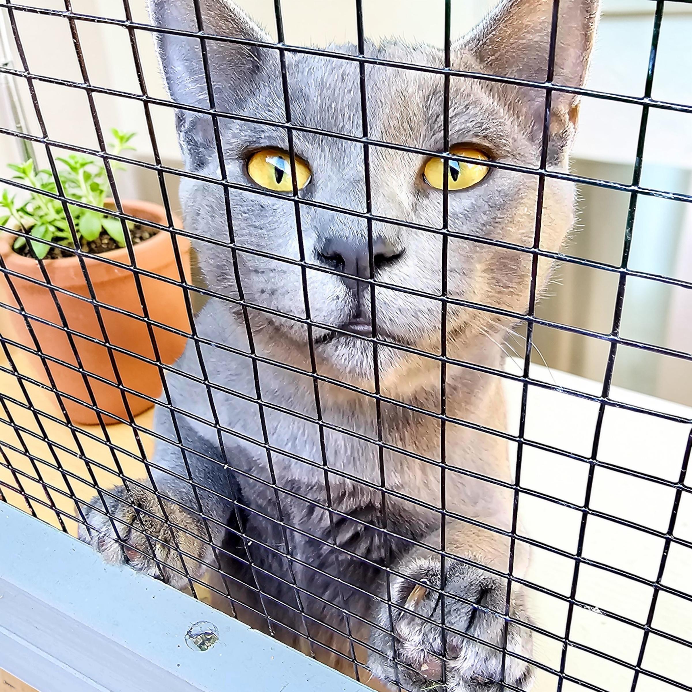 Enlarge Paws INDOOR ONLY, an adopted mixed breed in Lodi, CA image 2/4