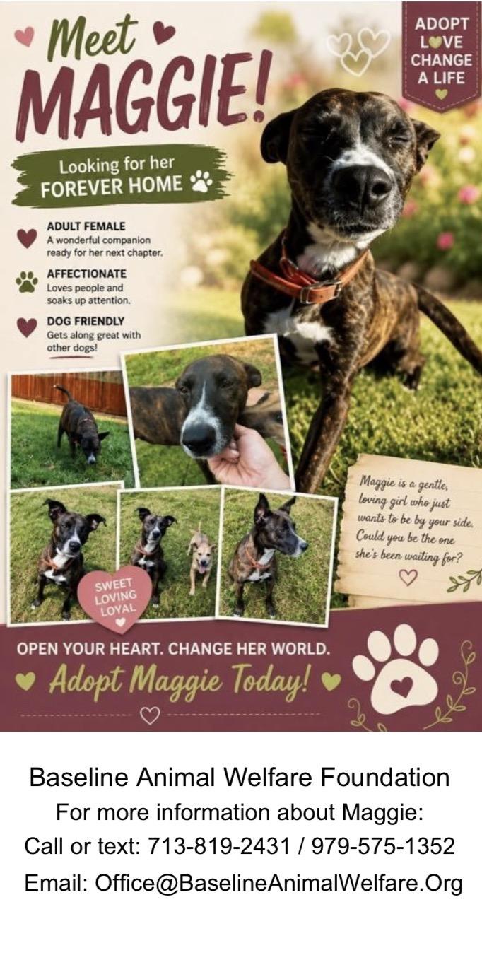 Maggie, ADOPTABLE, Adult Female Cattle Dog.