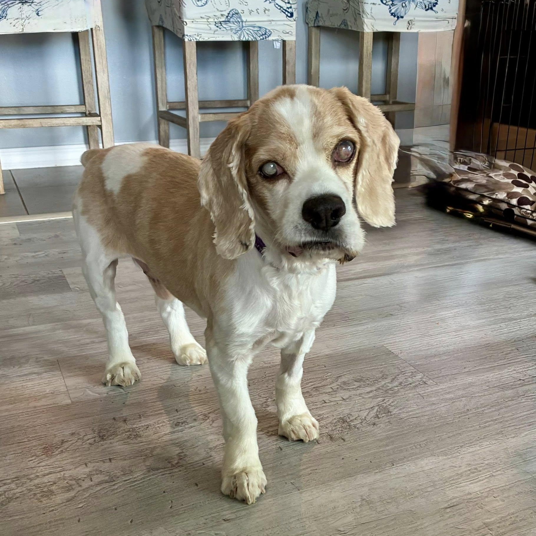 Waffles, Adoptable, Senior Male Cocker Spaniel.