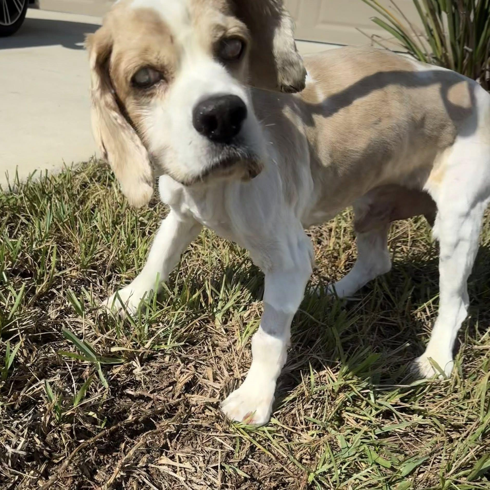 Enlarge Waffles, a Adoptable Cocker Spaniel in Cape Coral, FL image 2/5