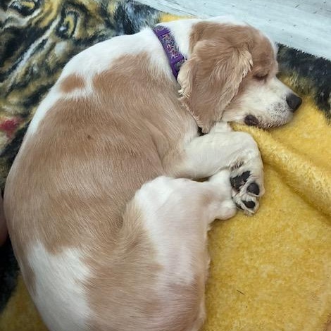 Enlarge Waffles, a Adoptable Cocker Spaniel in Cape Coral, FL image 4/5