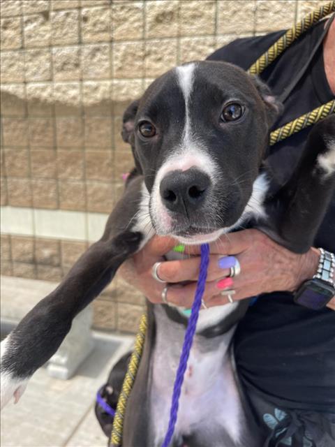 MARLIN, Adoptable, Puppy Male Labrador Retriever & Mixed Breed.