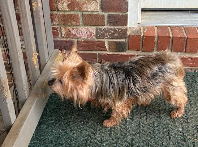Enlarge Ruthie, a ADOPTABLE Yorkshire Terrier in Little Rock, AR image 3/4