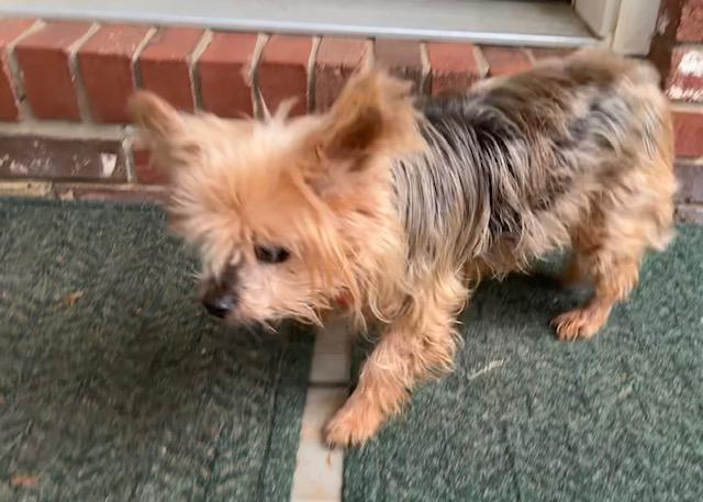 Enlarge Ruthie, a ADOPTABLE Yorkshire Terrier in Little Rock, AR image 1/4
