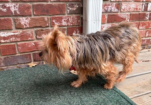 Enlarge Ruthie, a ADOPTABLE Yorkshire Terrier in Little Rock, AR image 4/4
