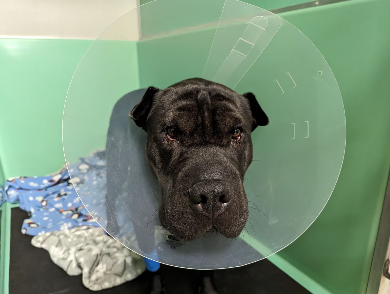 Enlarge Coco, a Adopted Shar-Pei in Crystal Lake, IL image 5/5