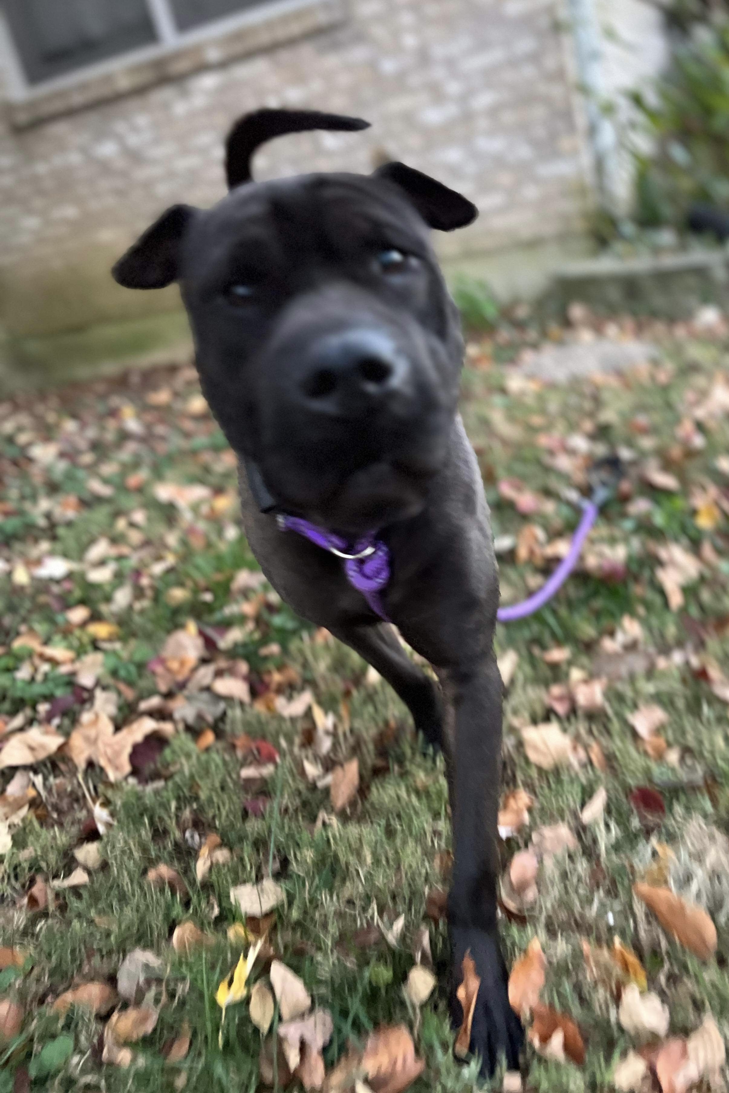 Enlarge Coco, a Adopted Shar-Pei in Crystal Lake, IL image 3/5