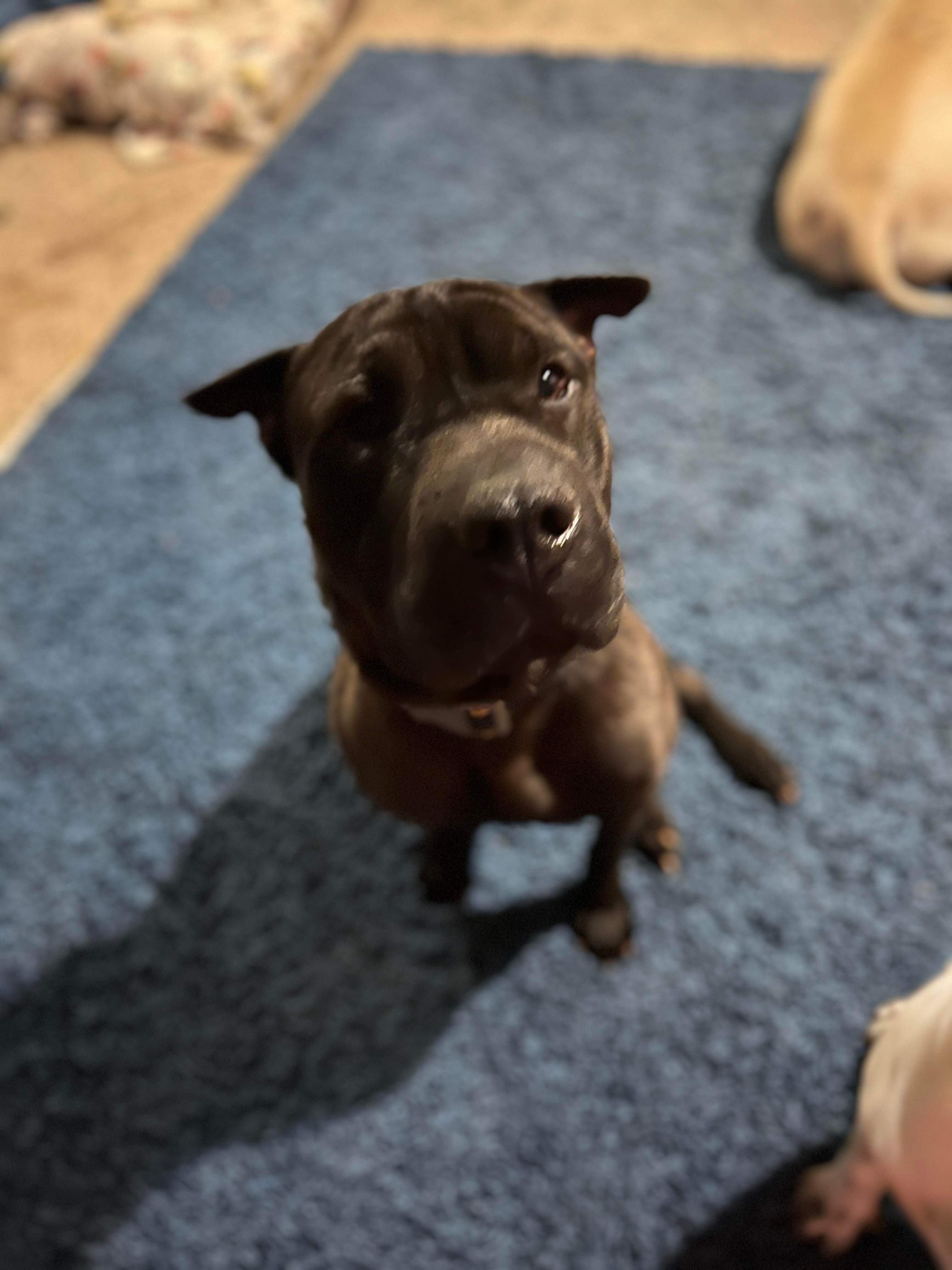 Enlarge Coco, a Adopted Shar-Pei in Crystal Lake, IL image 4/5