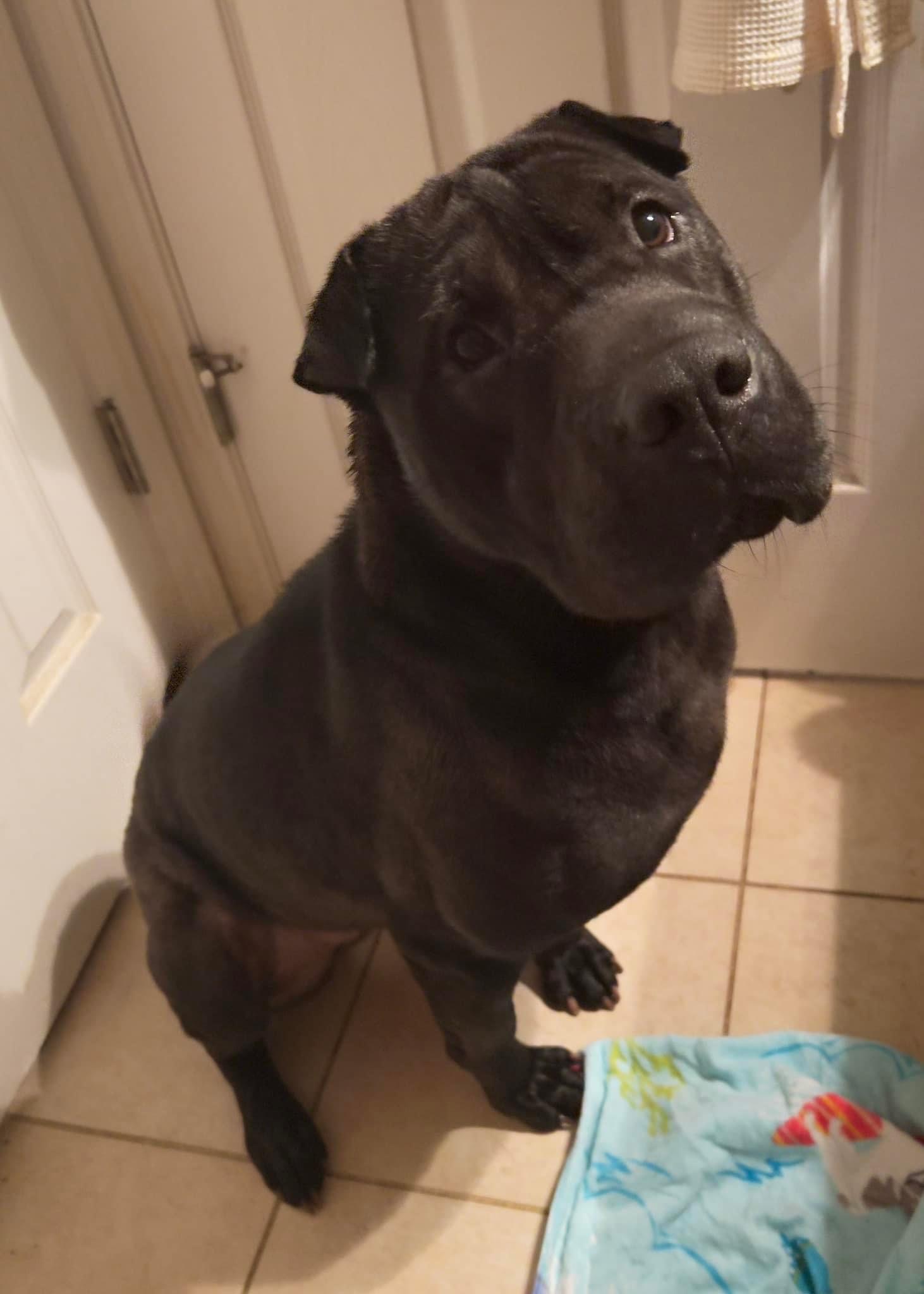 Enlarge Coco, a Adopted Shar-Pei in Crystal Lake, IL image 1/5