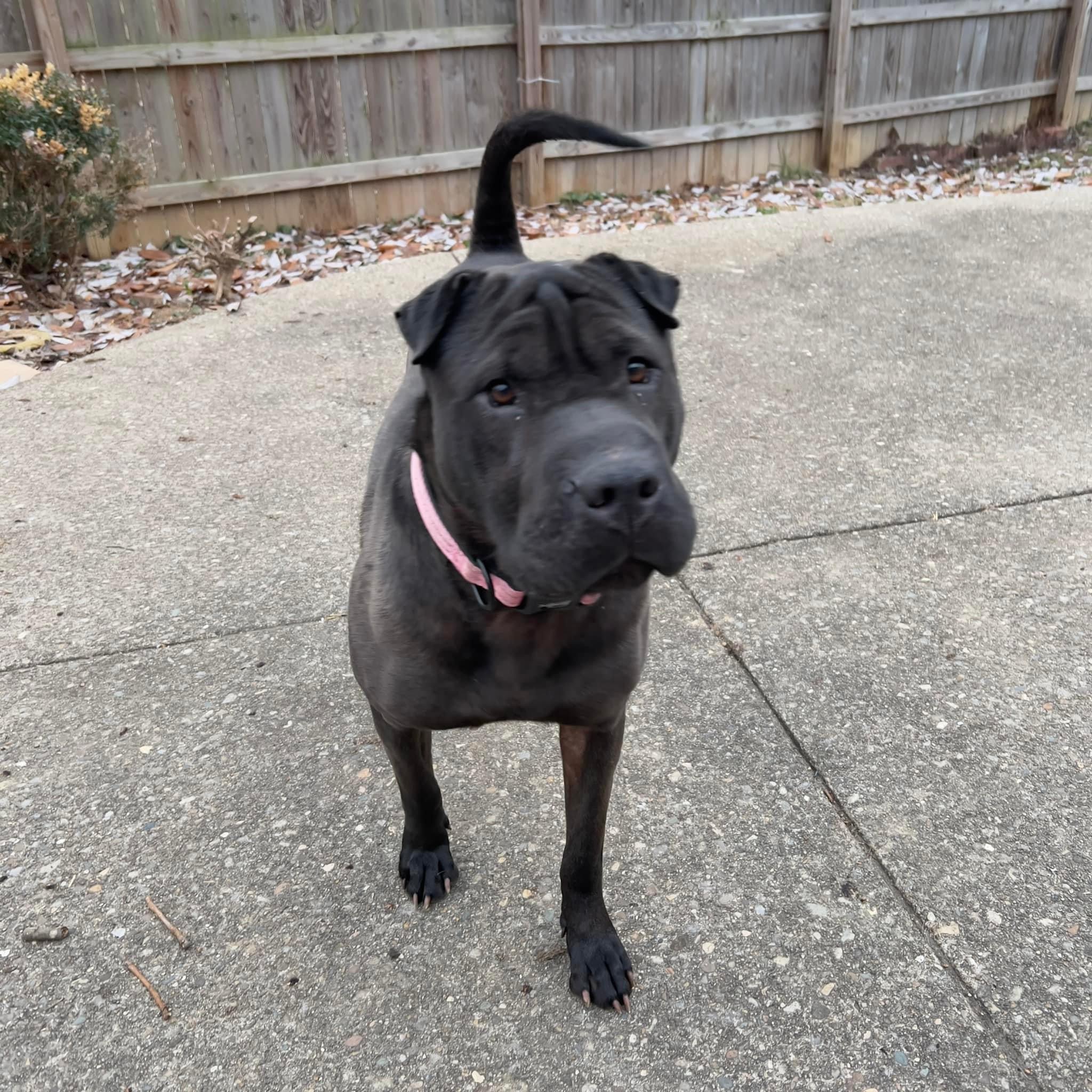 Enlarge Coco, a Adopted Shar-Pei in Crystal Lake, IL image 2/5
