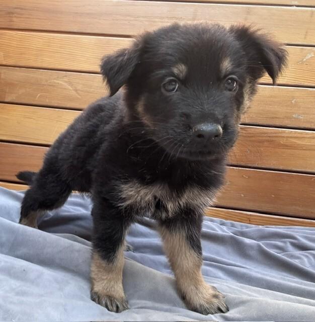 Atlas, Adoptable, Young Male German Shepherd Dog.