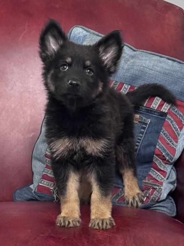 Atlas, a Adoptable mixed breed in Seattle, WA image 2/2