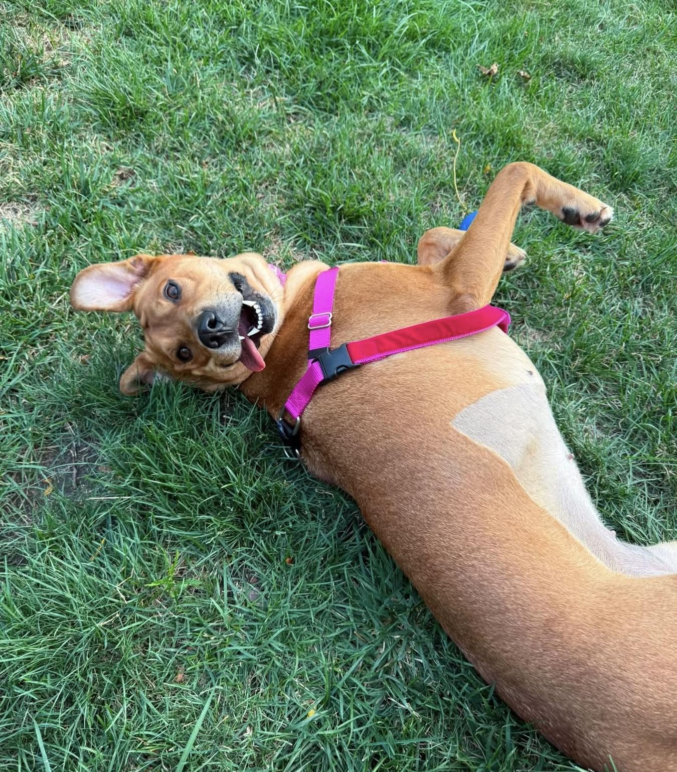 Kofia, a ADOPTABLE mixed breed in China Township, MI image 3/6