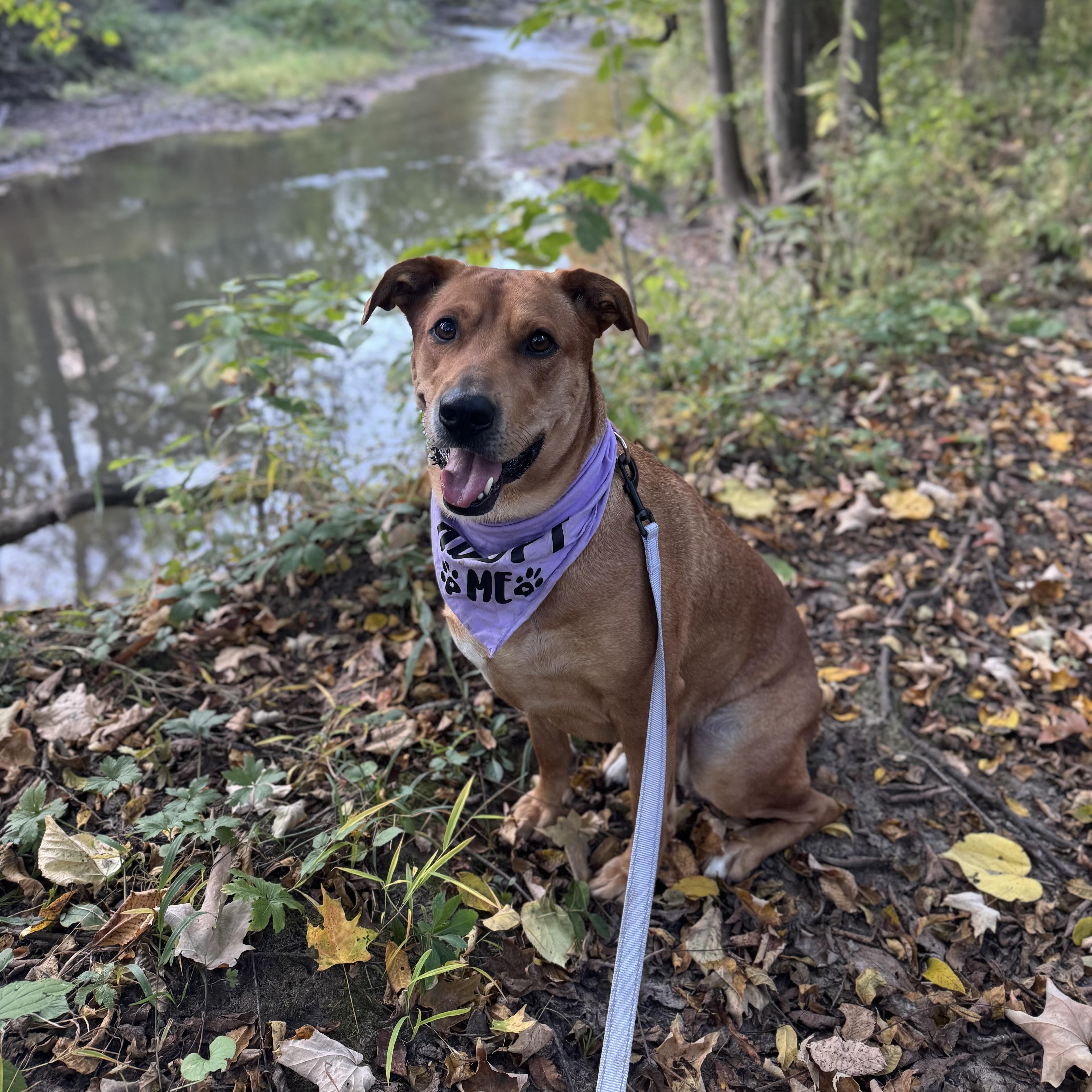 Enlarge Kofia, a Adopted mixed breed in China Township, MI image 3/6