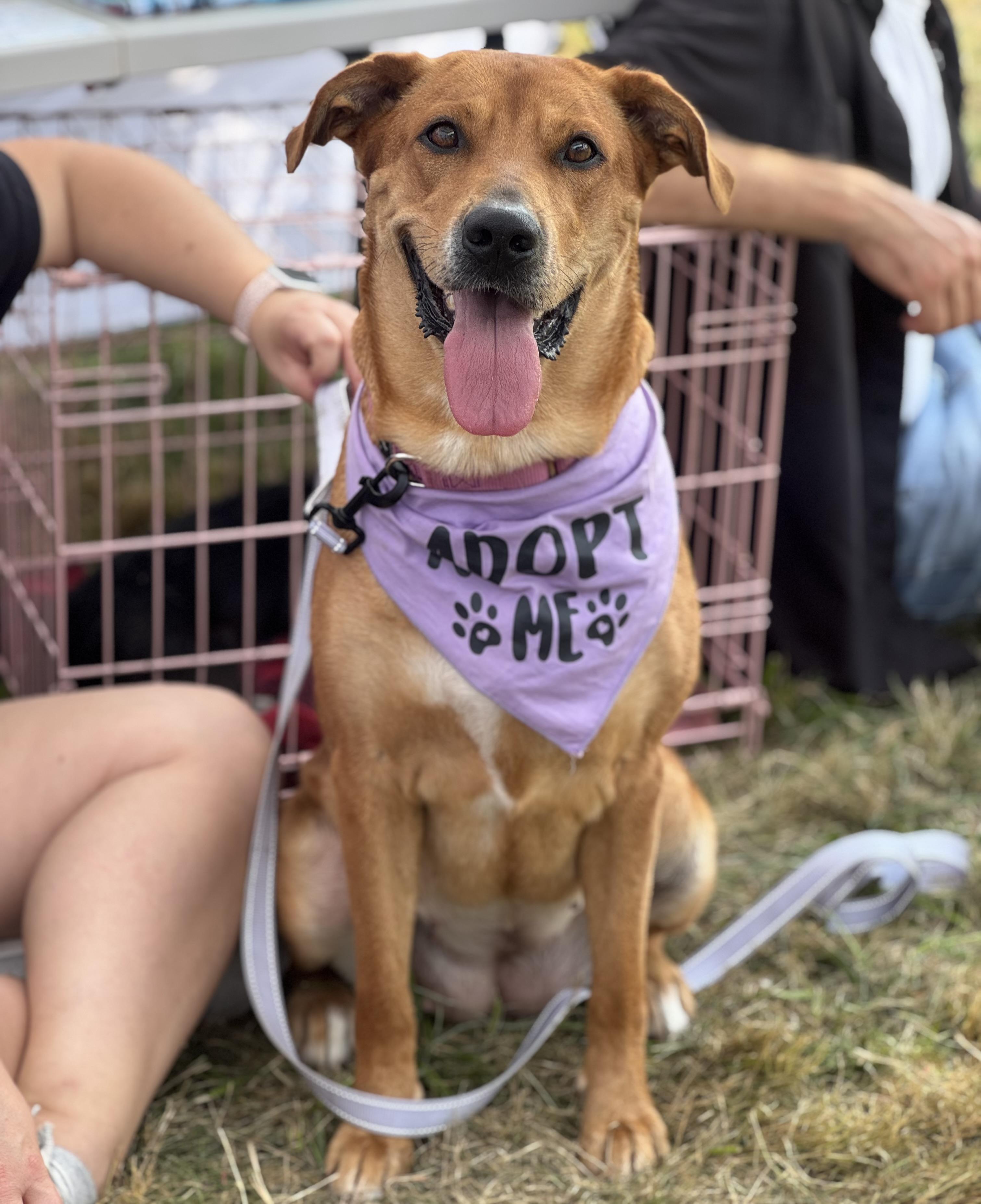 Kofia, Adopted, Adult Female Labrador Retriever.