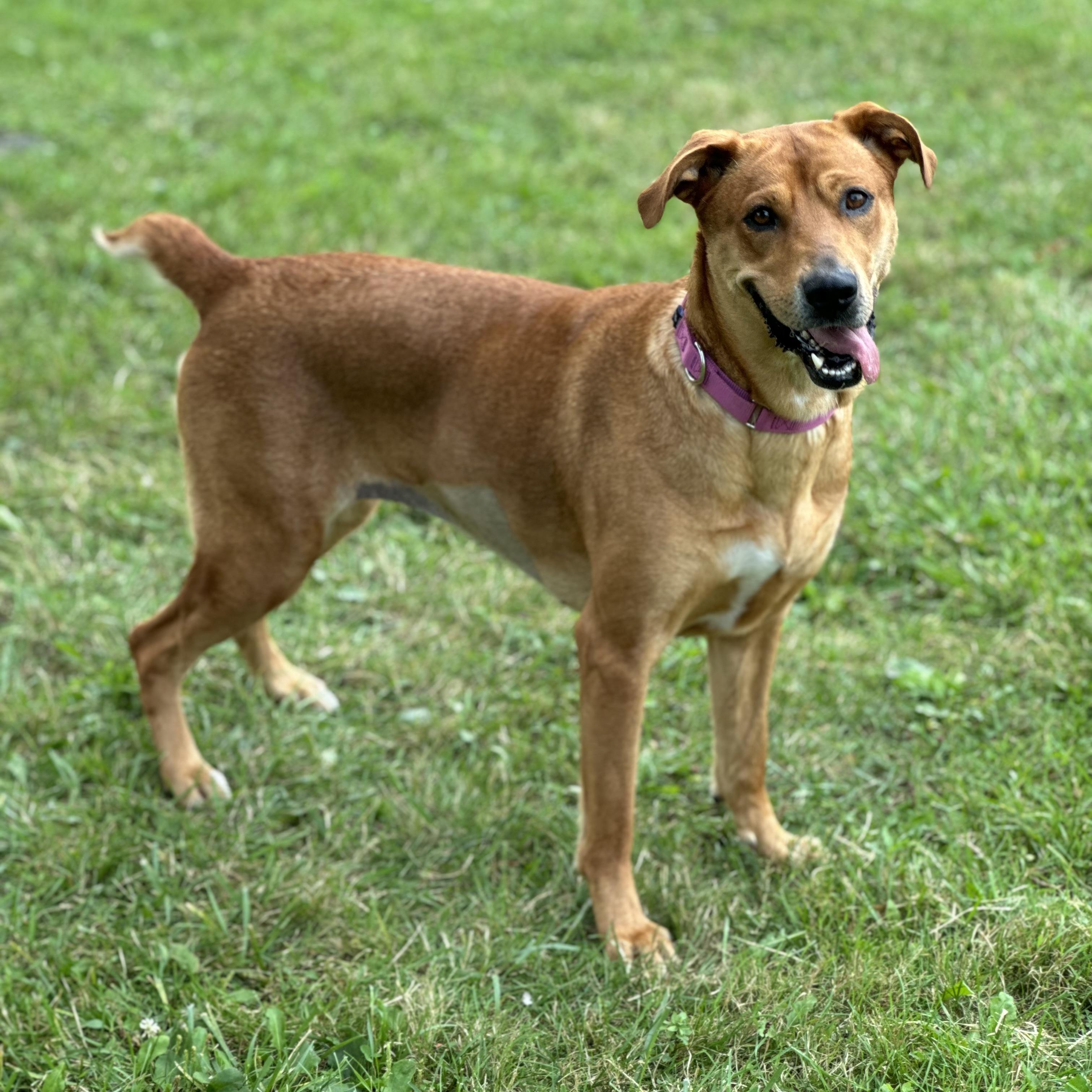Kofia, a ADOPTABLE mixed breed in China Township, MI image 1/6