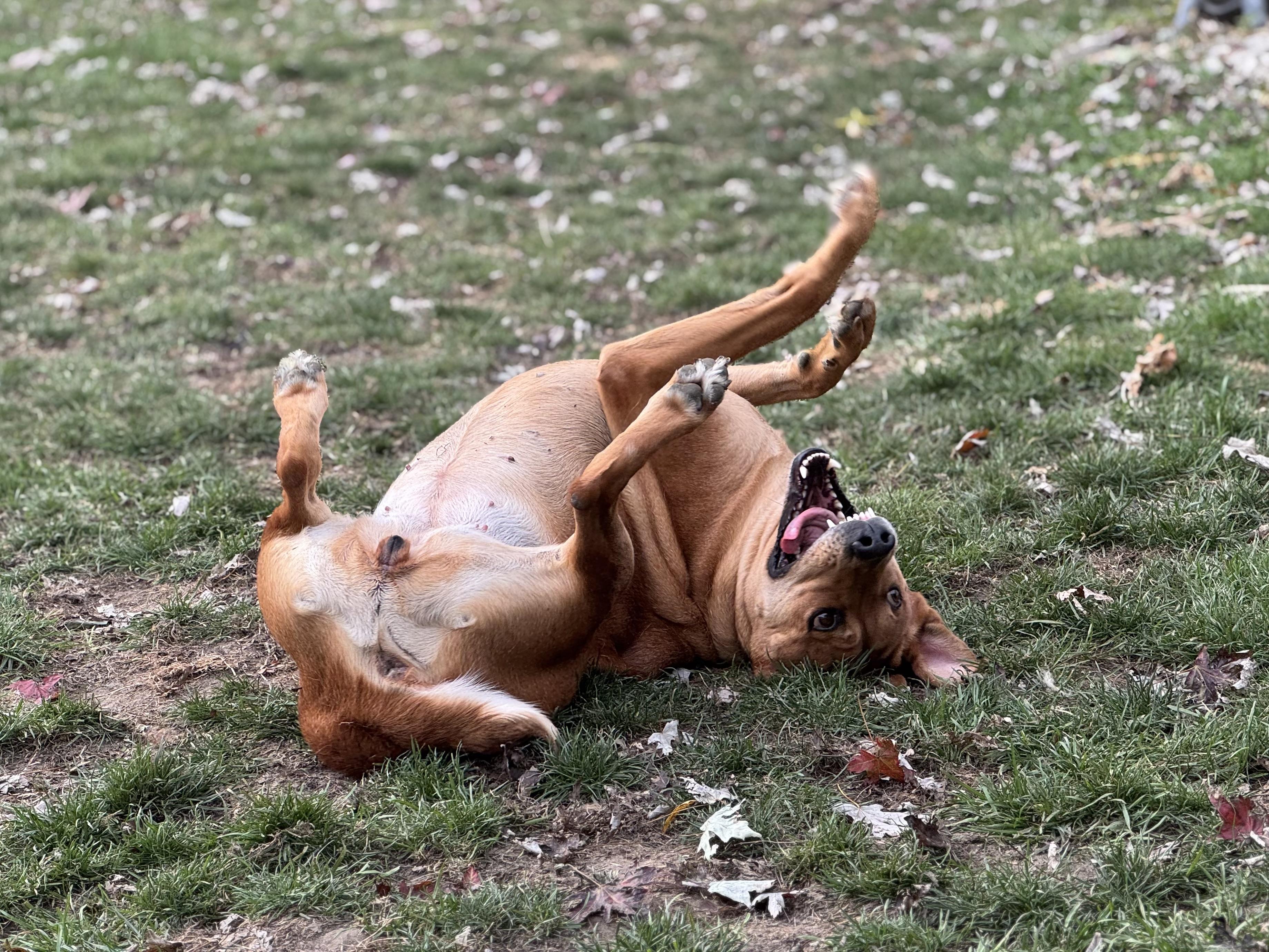 Enlarge Kofia, a Adopted mixed breed in China Township, MI image 6/6
