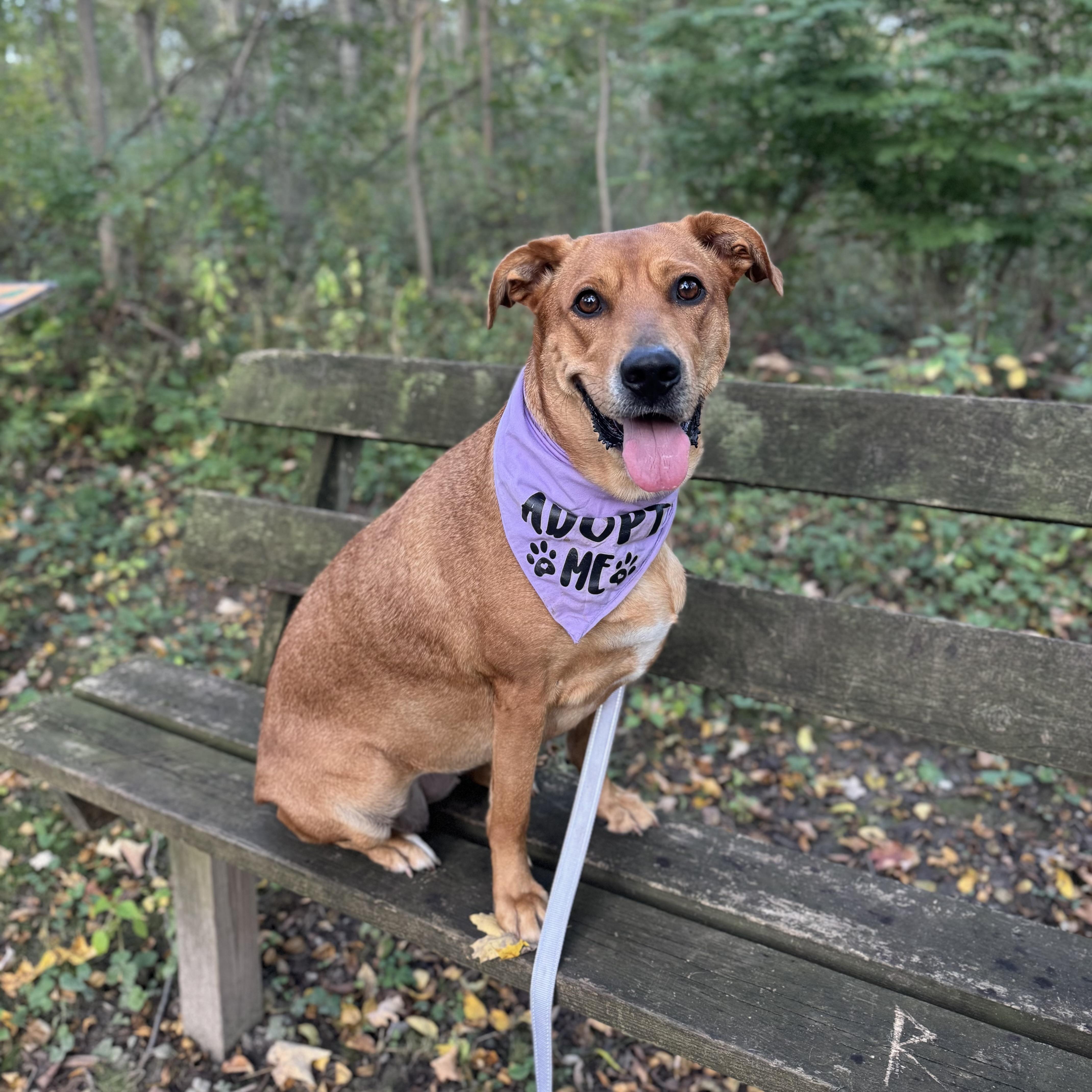 Enlarge Kofia, a Adopted mixed breed in China Township, MI image 5/6