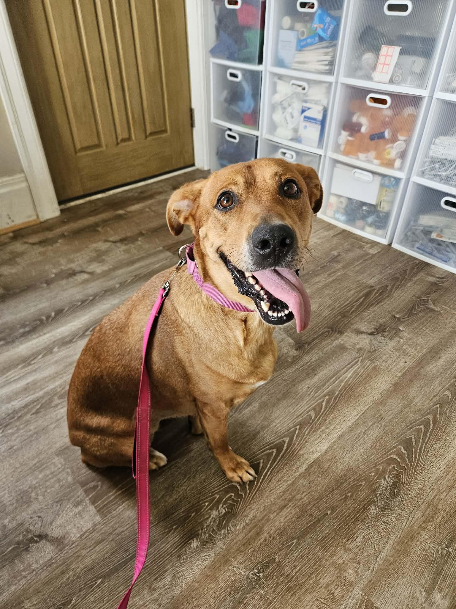 Kofia, a ADOPTABLE mixed breed in China Township, MI image 2/6