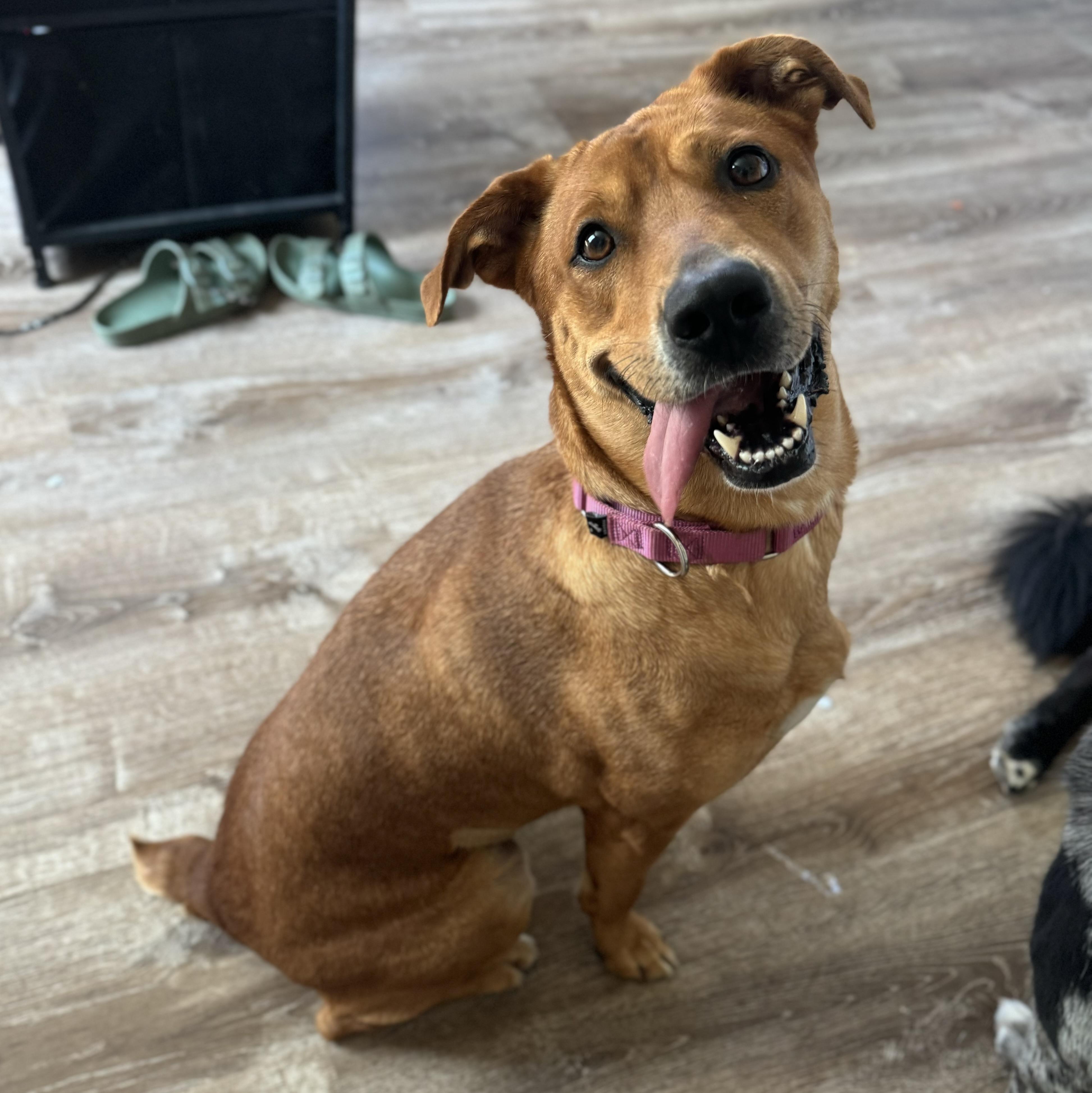 Kofia, a ADOPTABLE mixed breed in China Township, MI image 6/6