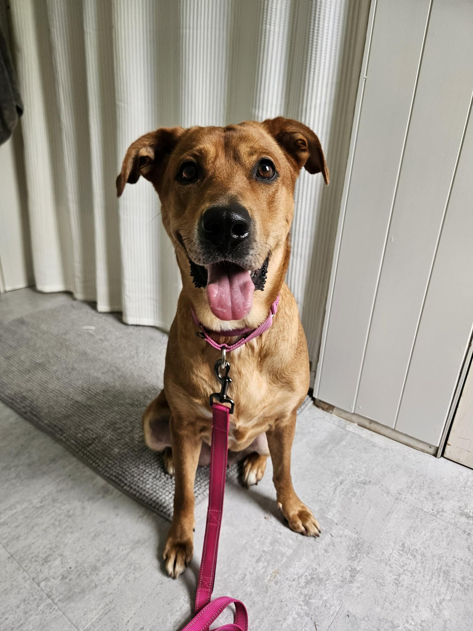 Kofia, a ADOPTABLE mixed breed in China Township, MI image 5/6