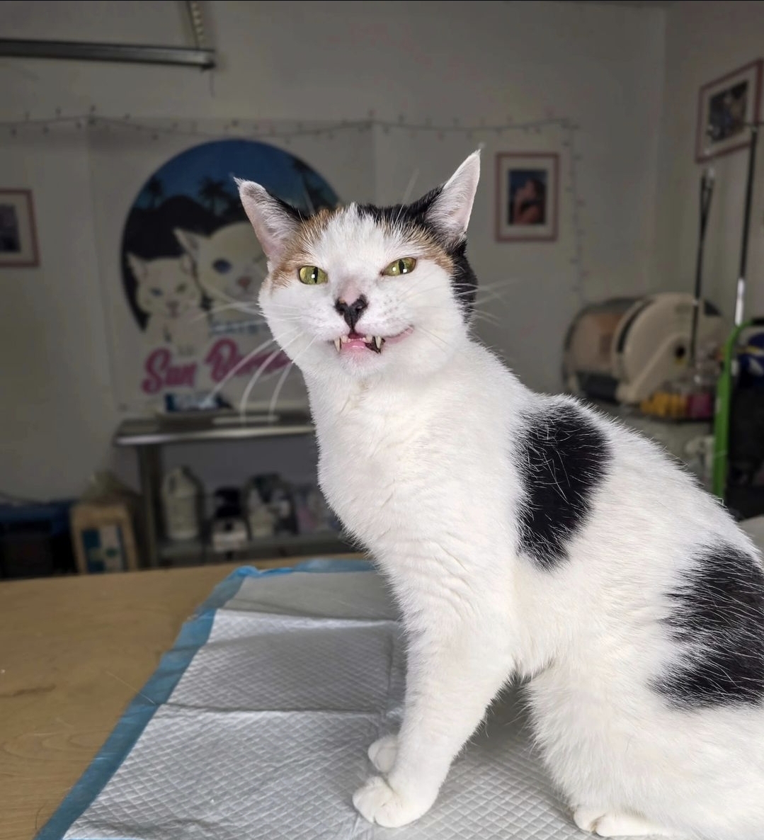 Brooklyn, Adult Female Domestic Short Hair