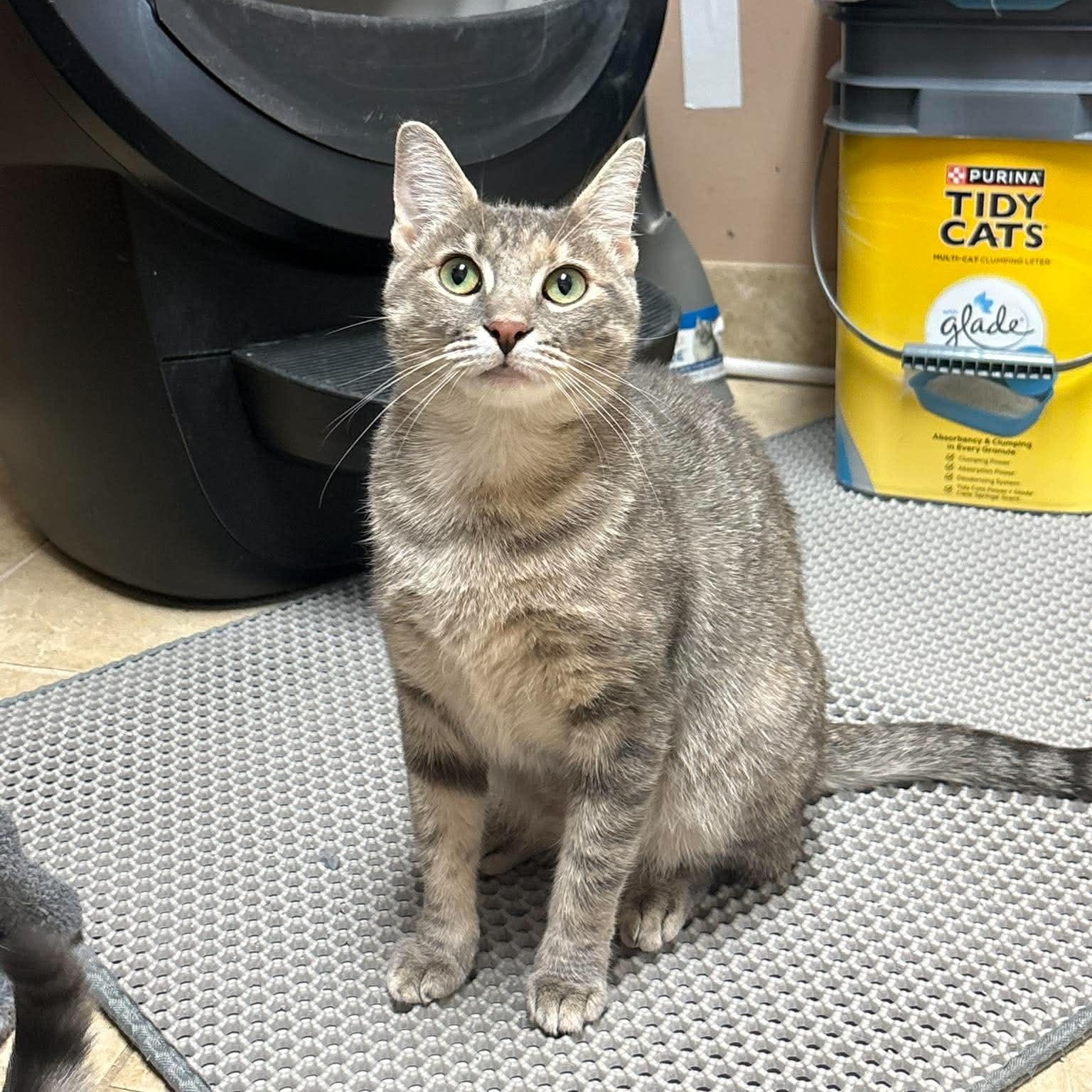 Enlarge Pepper, a ADOPTABLE Domestic Short Hair in Rochester, NY image 1/3