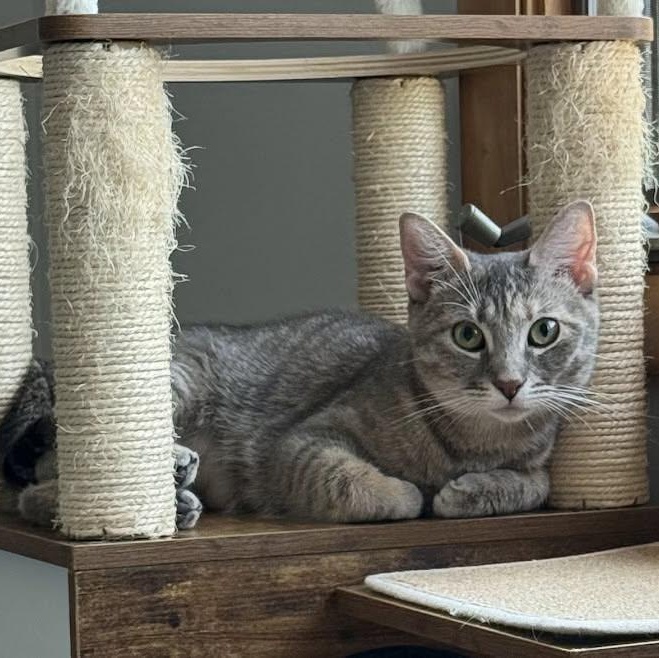 Enlarge Pepper, a ADOPTABLE Domestic Short Hair in Rochester, NY image 2/3