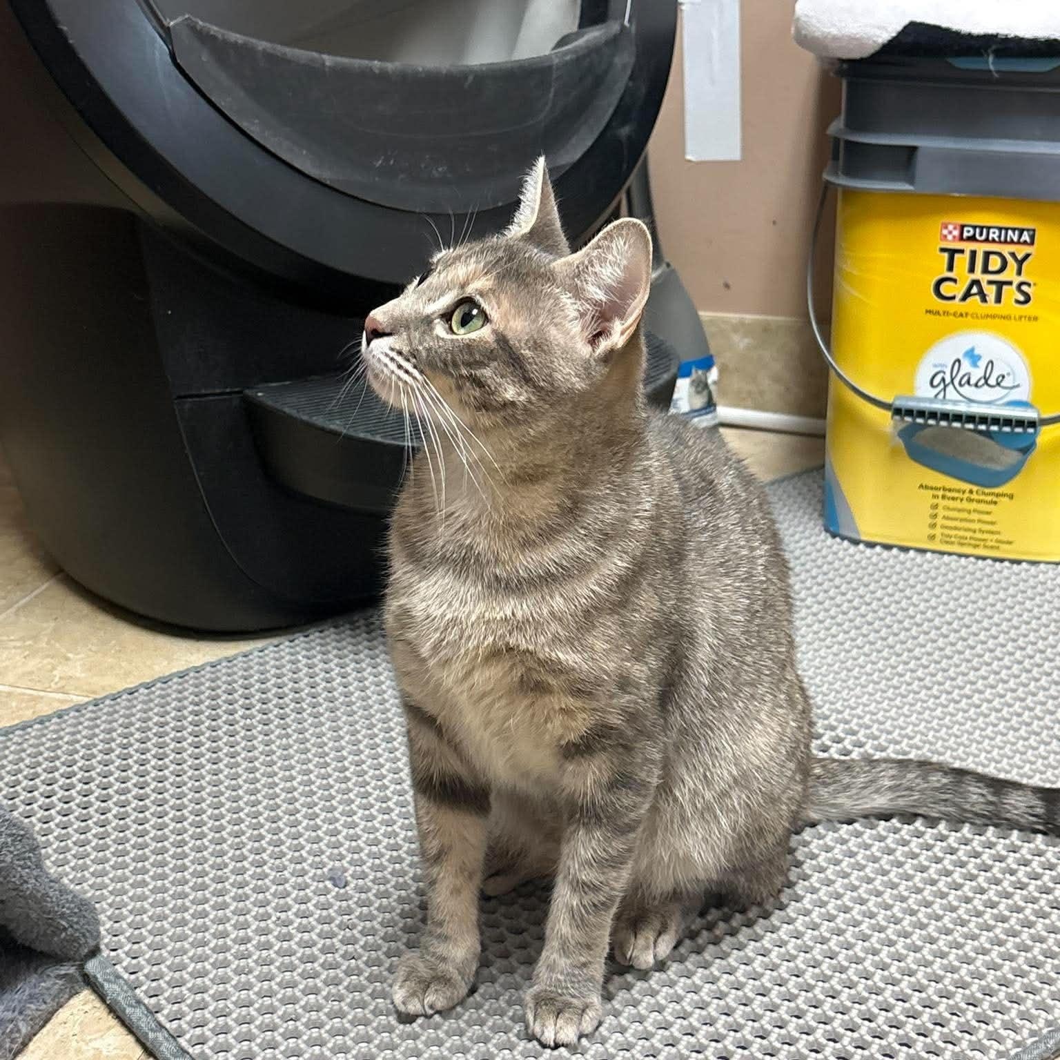 Enlarge Pepper, a ADOPTABLE Domestic Short Hair in Rochester, NY image 3/3