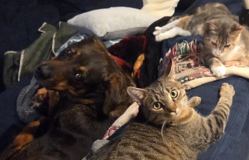 Chonk, Adoptable, Young Male Domestic Short Hair.