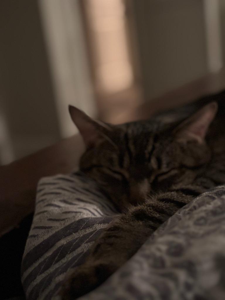 Enlarge Chonk, a Adoptable Domestic Short Hair in Arthur, ON image 2/6