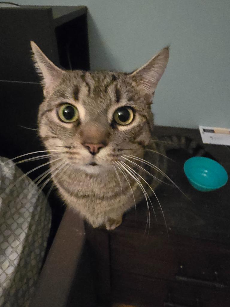 Enlarge Chonk, a Adoptable Domestic Short Hair in Arthur, ON image 3/6