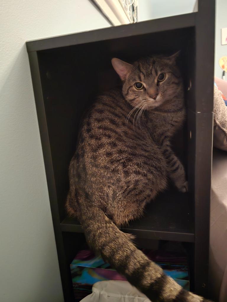 Enlarge Chonk, a Adoptable Domestic Short Hair in Arthur, ON image 4/6