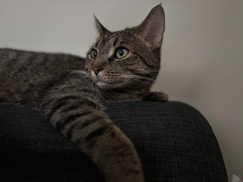 Enlarge Chonk, a Adoptable Domestic Short Hair in Arthur, ON image 5/6