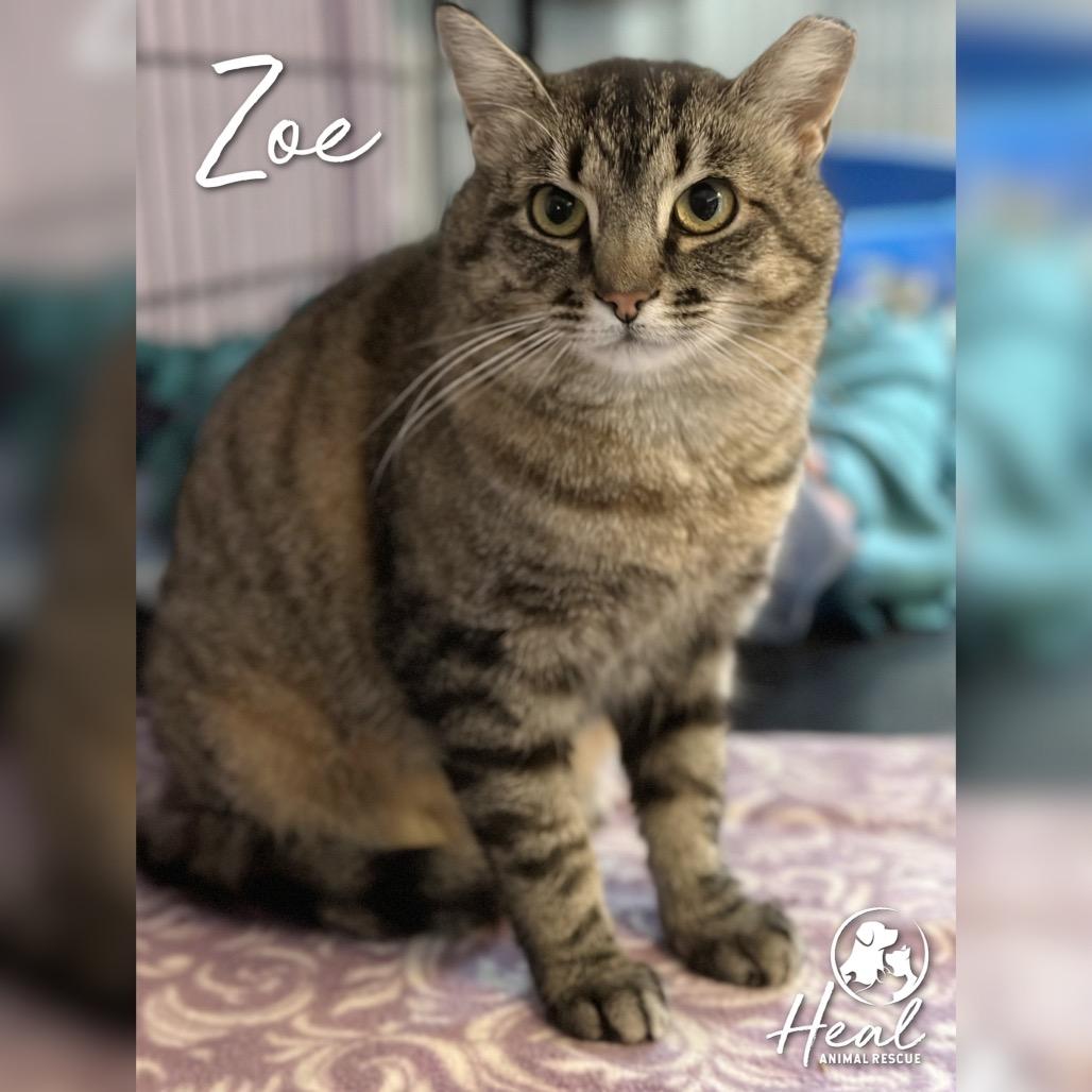 Zoe, Adoptable, Adult Female American Shorthair.