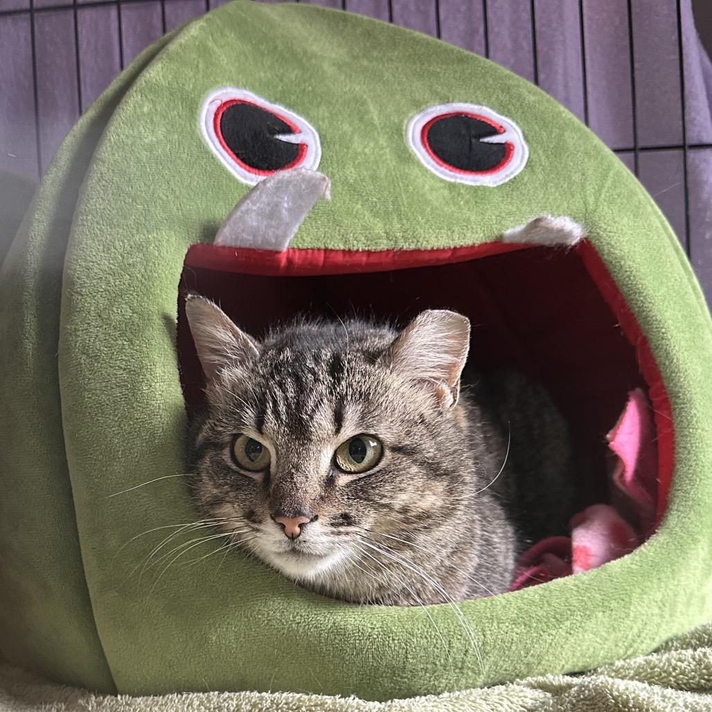 Zoe, a Adoptable American Shorthair in Youngwood, PA image 3/3