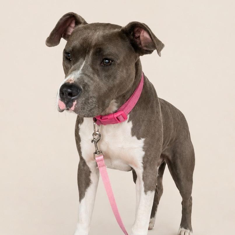 Enlarge Kenya, a Adoptable Mixed Breed in Mount Gilead, NC image 1/1