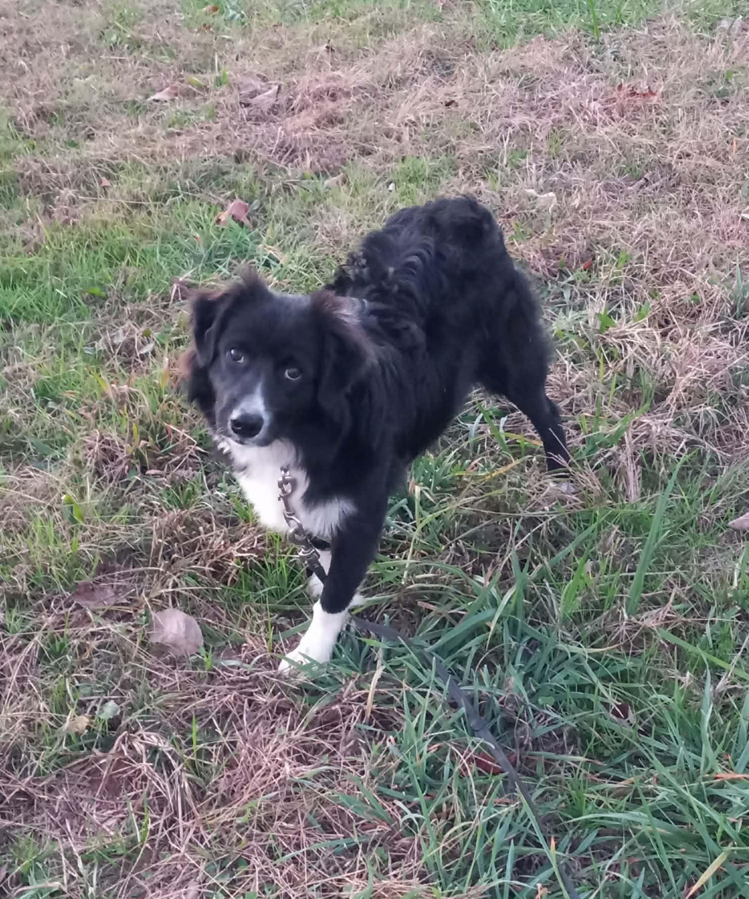 Enlarge Little Joe in Kentucky, a ADOPTABLE mixed breed in Albany, KY image 5/5
