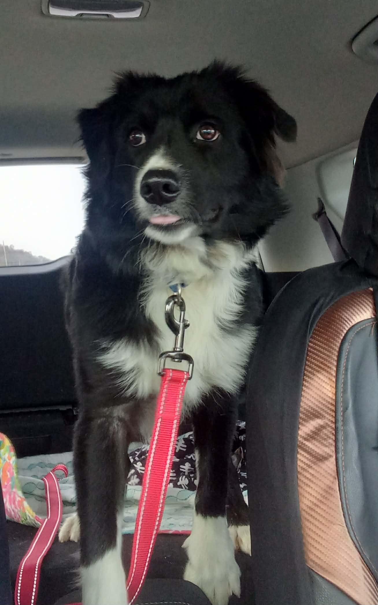 Enlarge Little Joe in Kentucky, a ADOPTABLE mixed breed in Albany, KY image 1/5