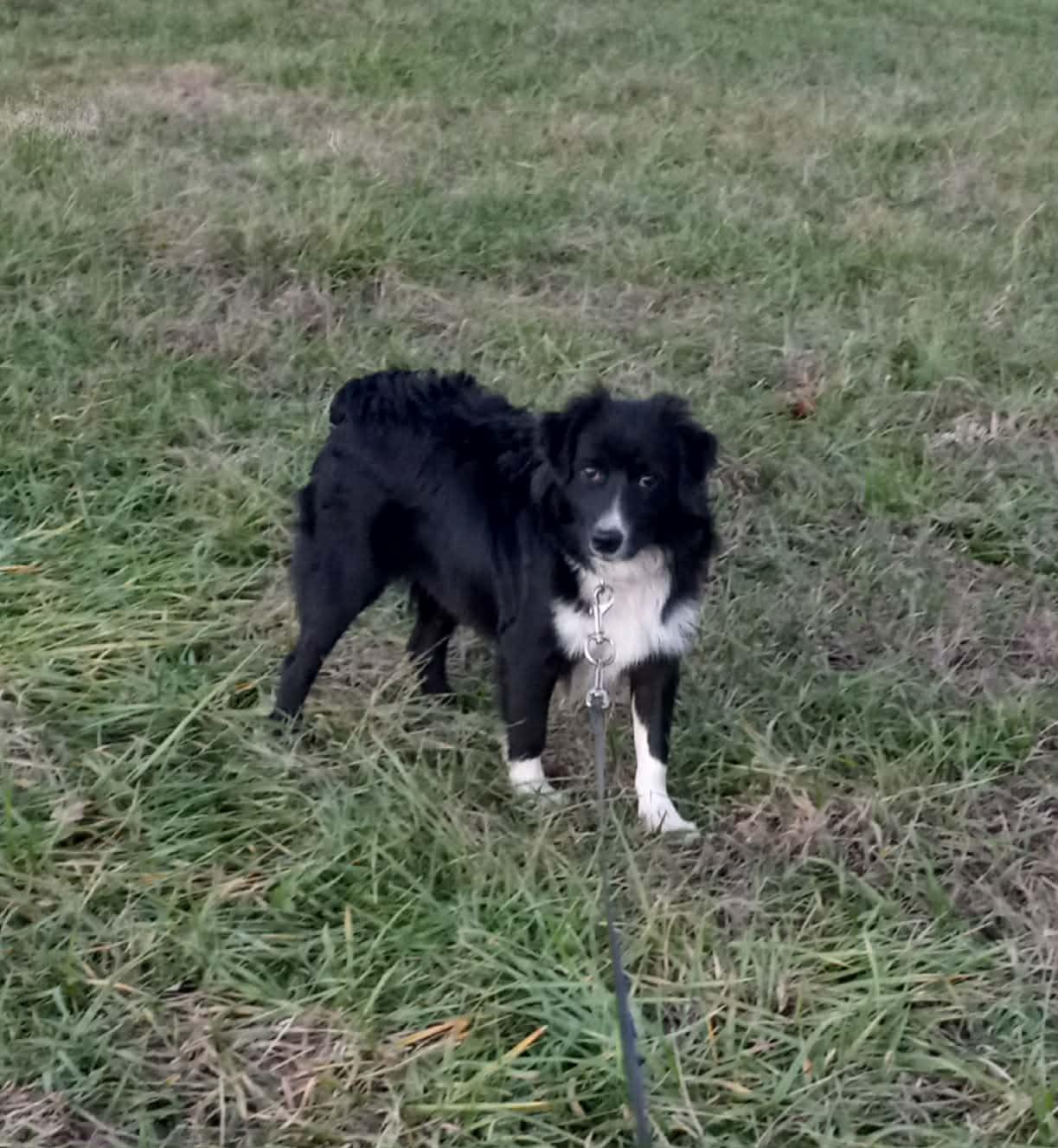 Enlarge Little Joe in Kentucky, a ADOPTABLE mixed breed in Albany, KY image 4/5